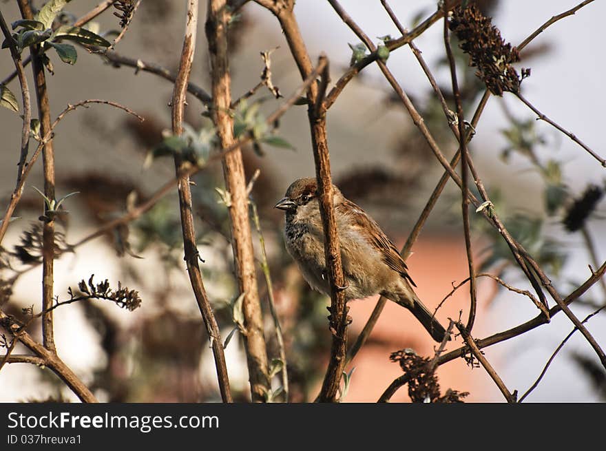 Male House Sparrow on winter buddelia