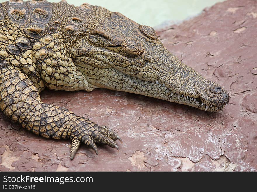 Nile Crocodile