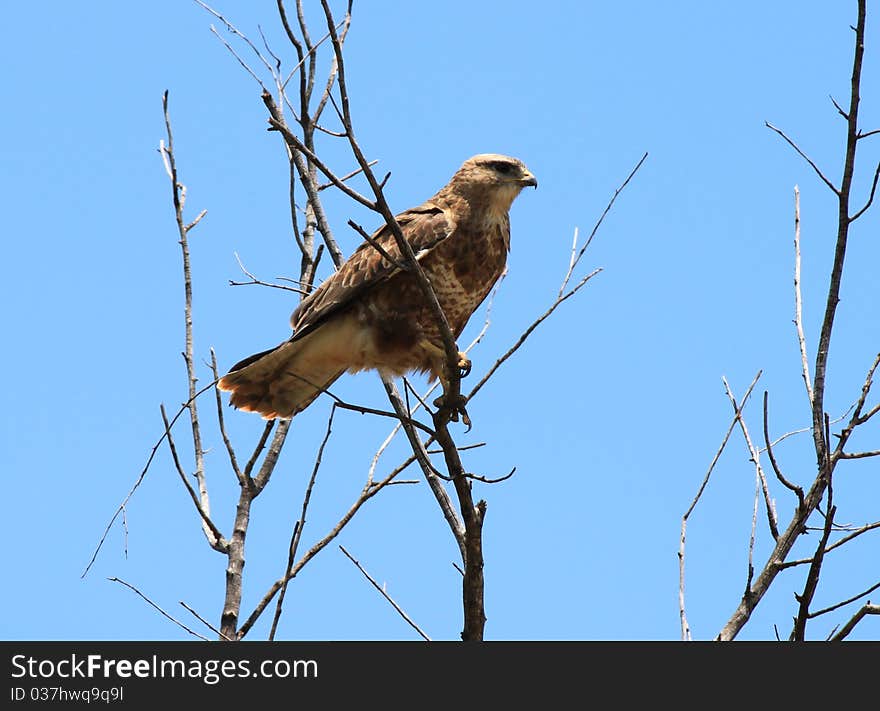 Steppe Buzzard