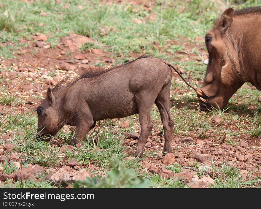 A Young Warthog feeding with it's mother