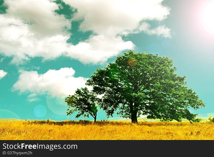 Lonely tree against a blue sky at sunset.