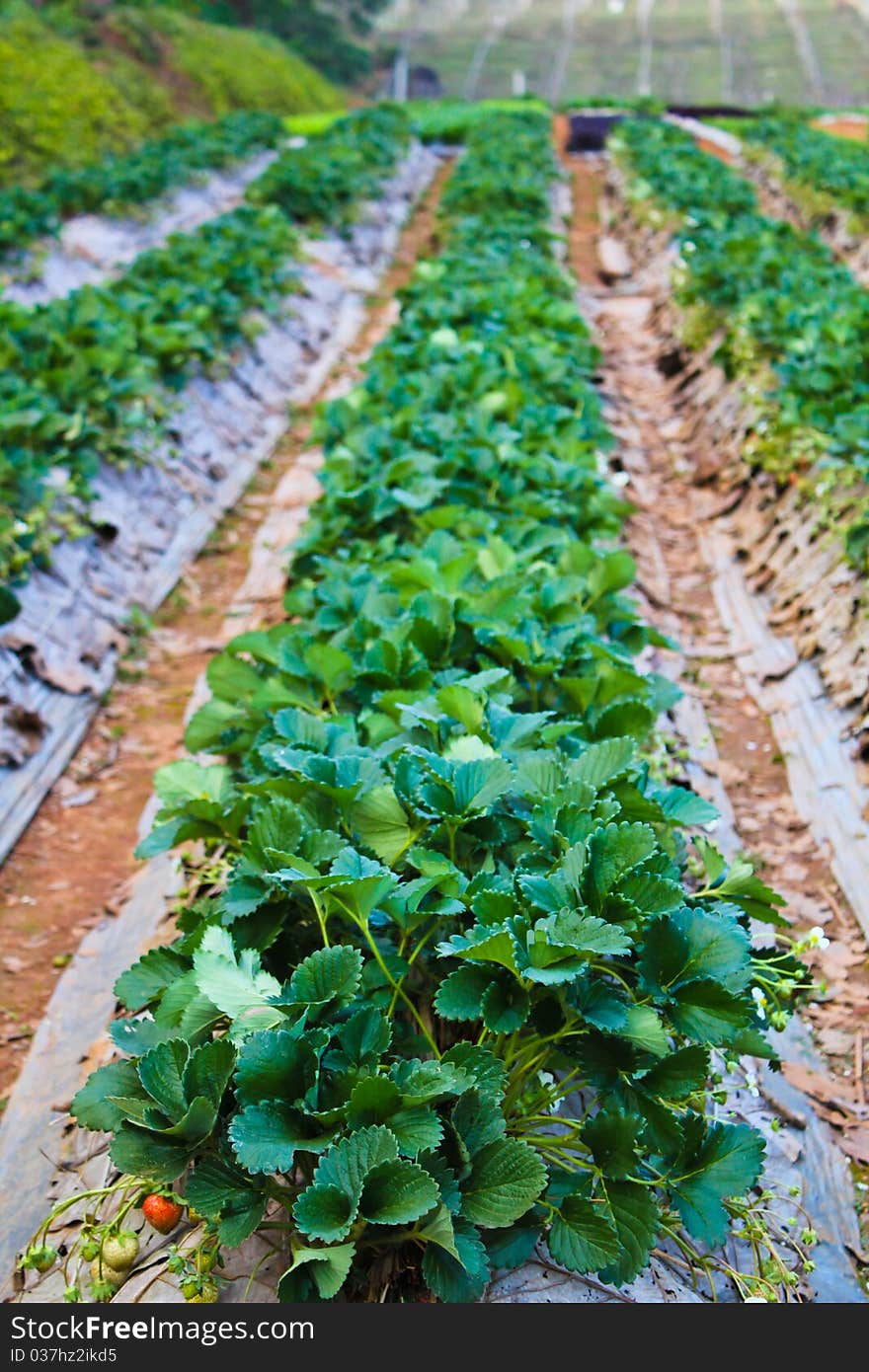 Row of strawberry plant in the norhtern Thailand