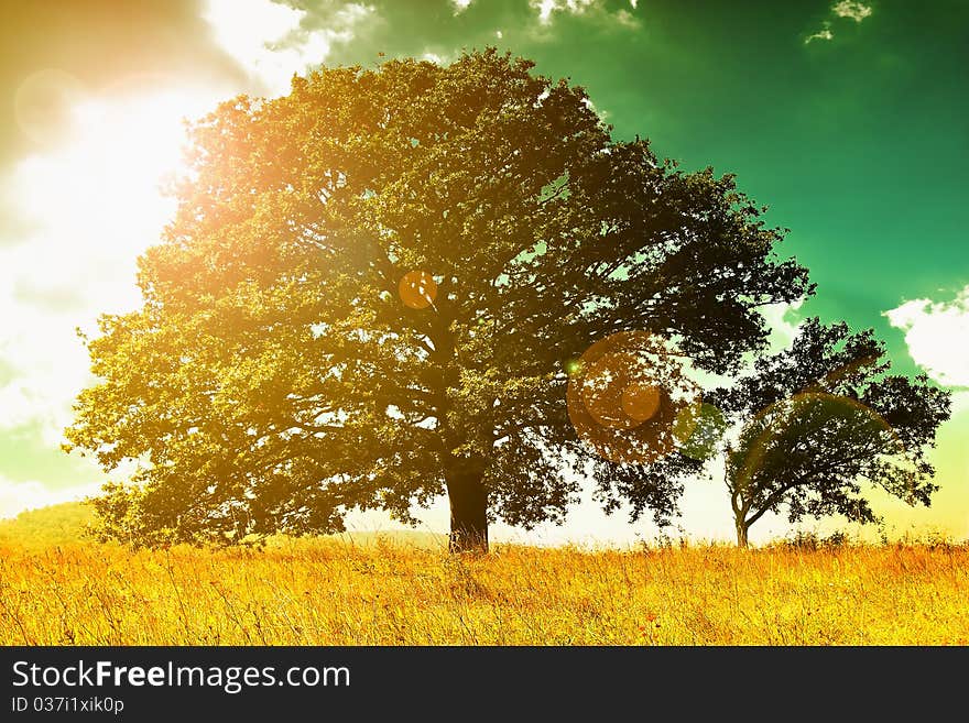 Lonely tree against a blue sky at sunset.