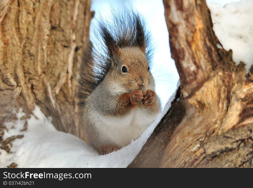 The squirrel sits on a tree. The squirrel sits on a tree.