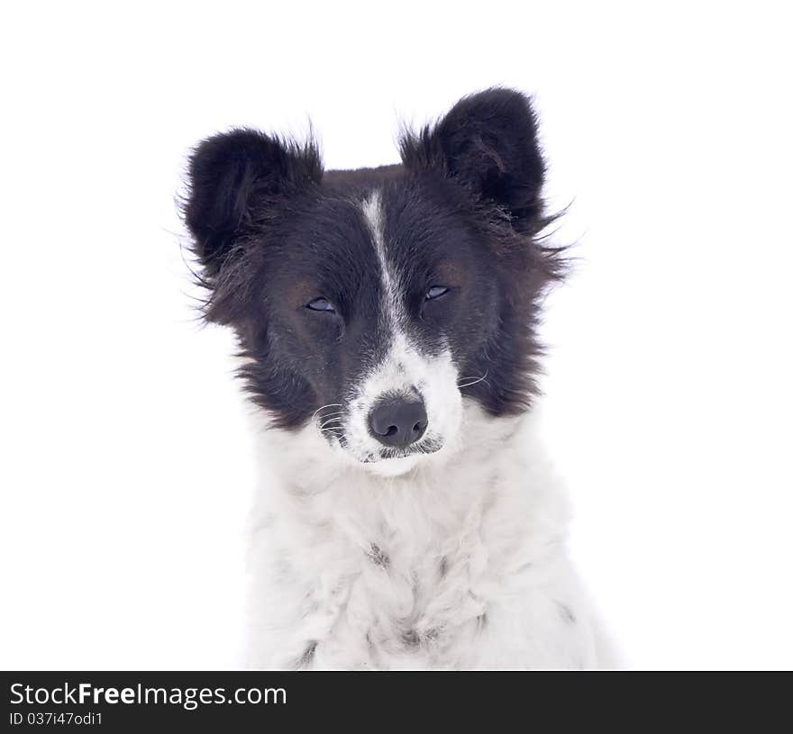 Curious old dog on white background