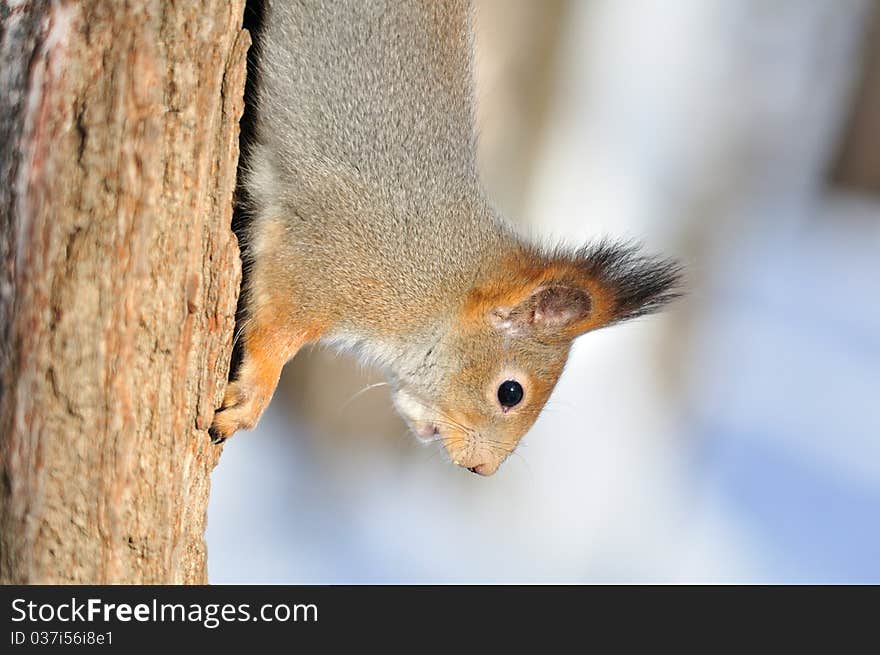 The squirrel sits on a tree. The squirrel sits on a tree.