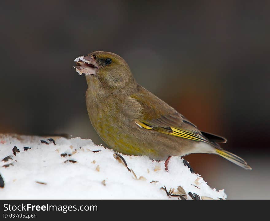 Greenfinch - Carduelis Chloris