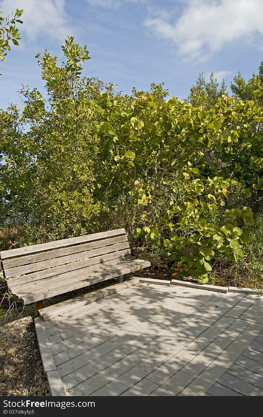 Park Bench with Seagrapes around on a beautiful South Florida Winter Day showing clouds and blue sky