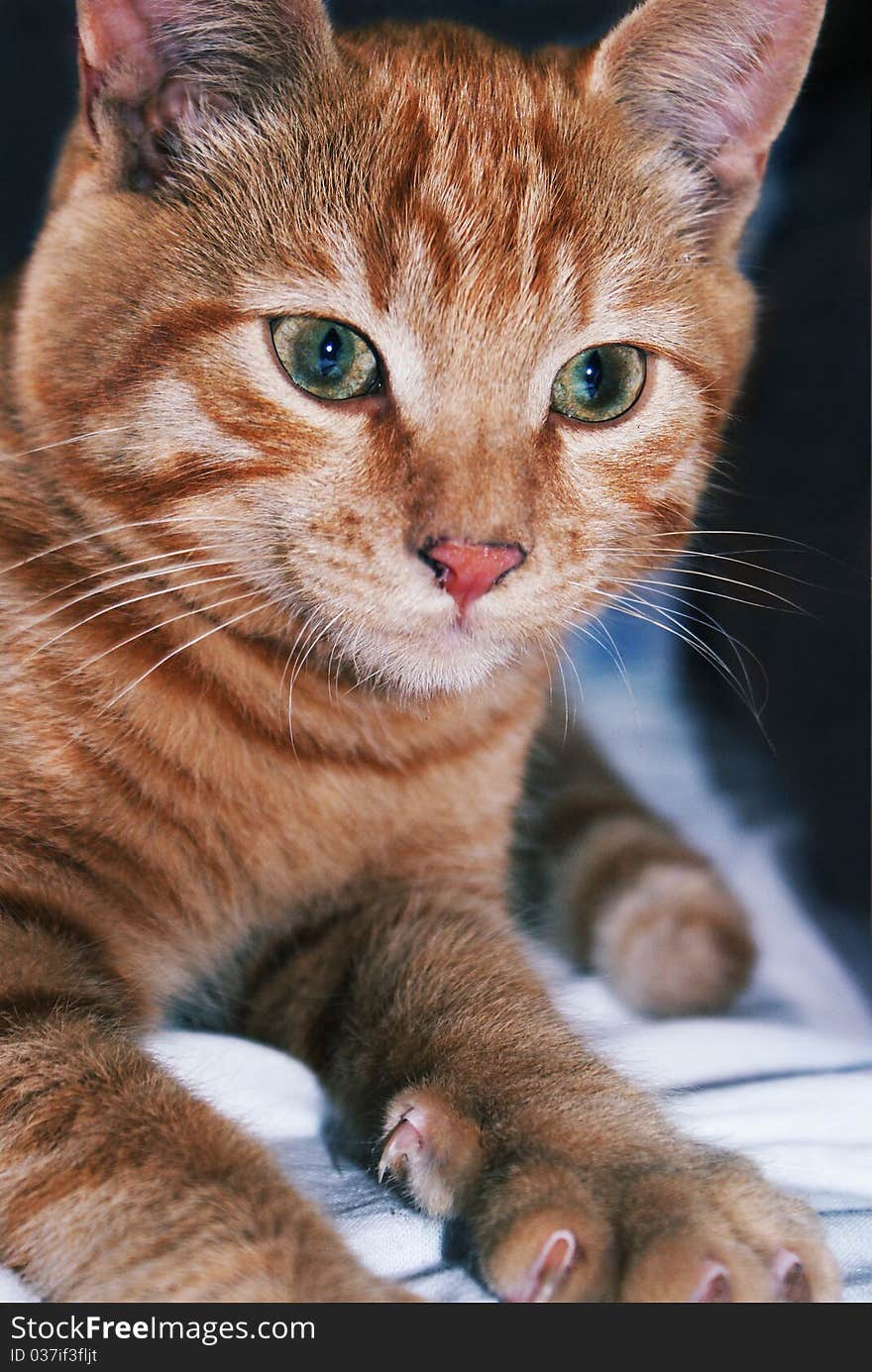 Red cat with green eyes