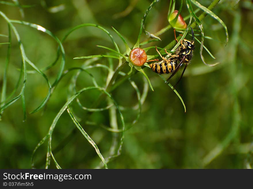 Gathering Wasp