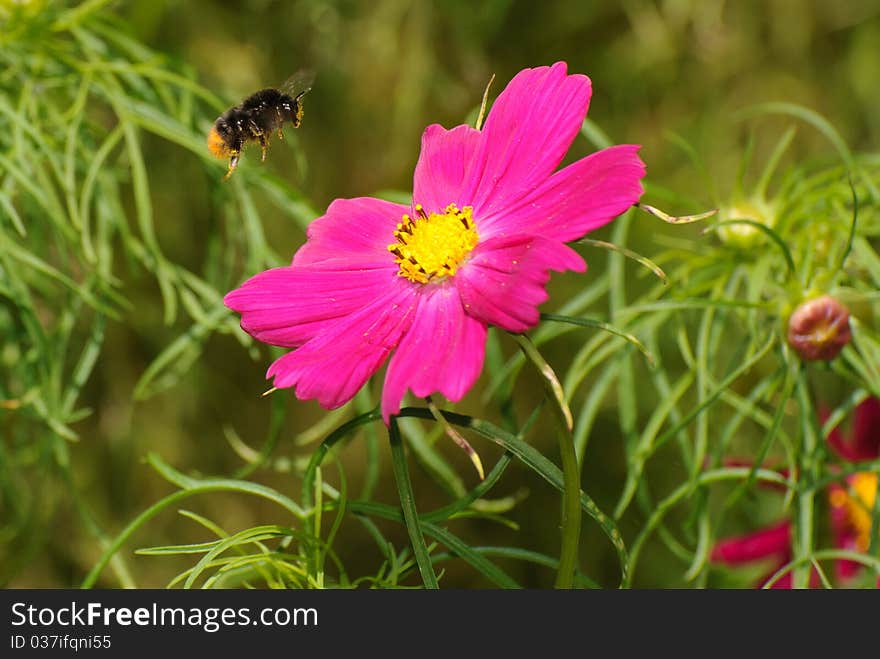 Bee flying towards a flower