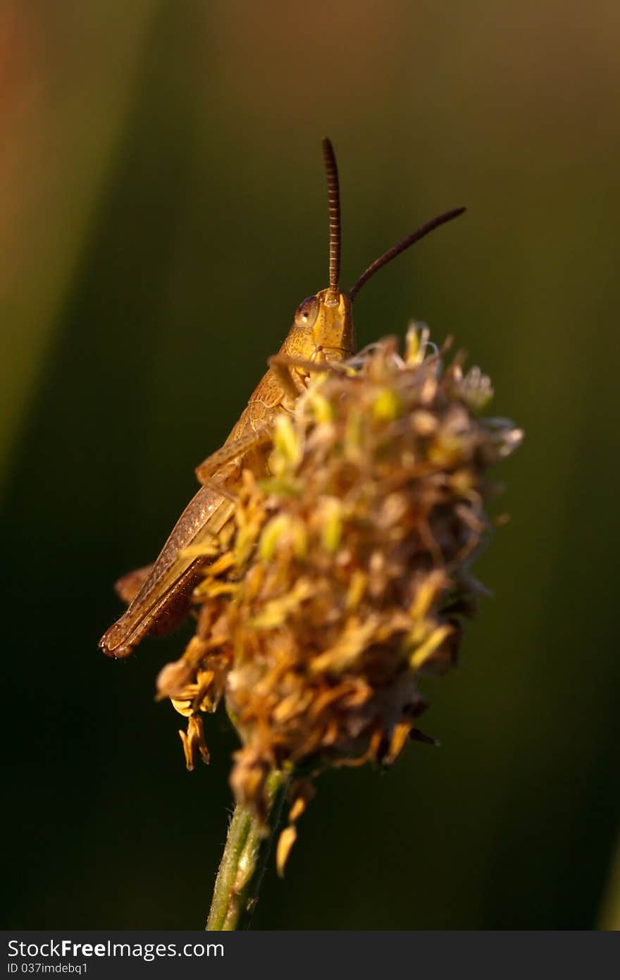 Grasshopper sitting on a flower.