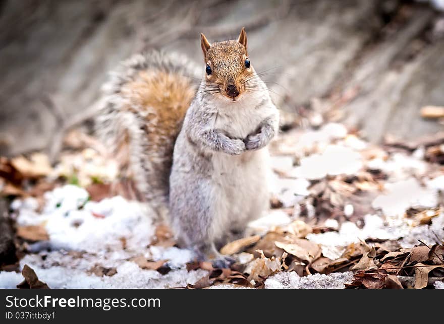 Portrait of squirell looking in the camera. Central park, New York