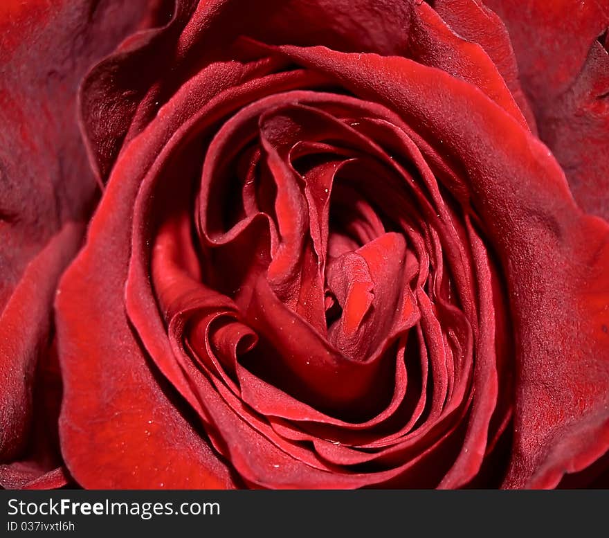 Close up wine red rose texture