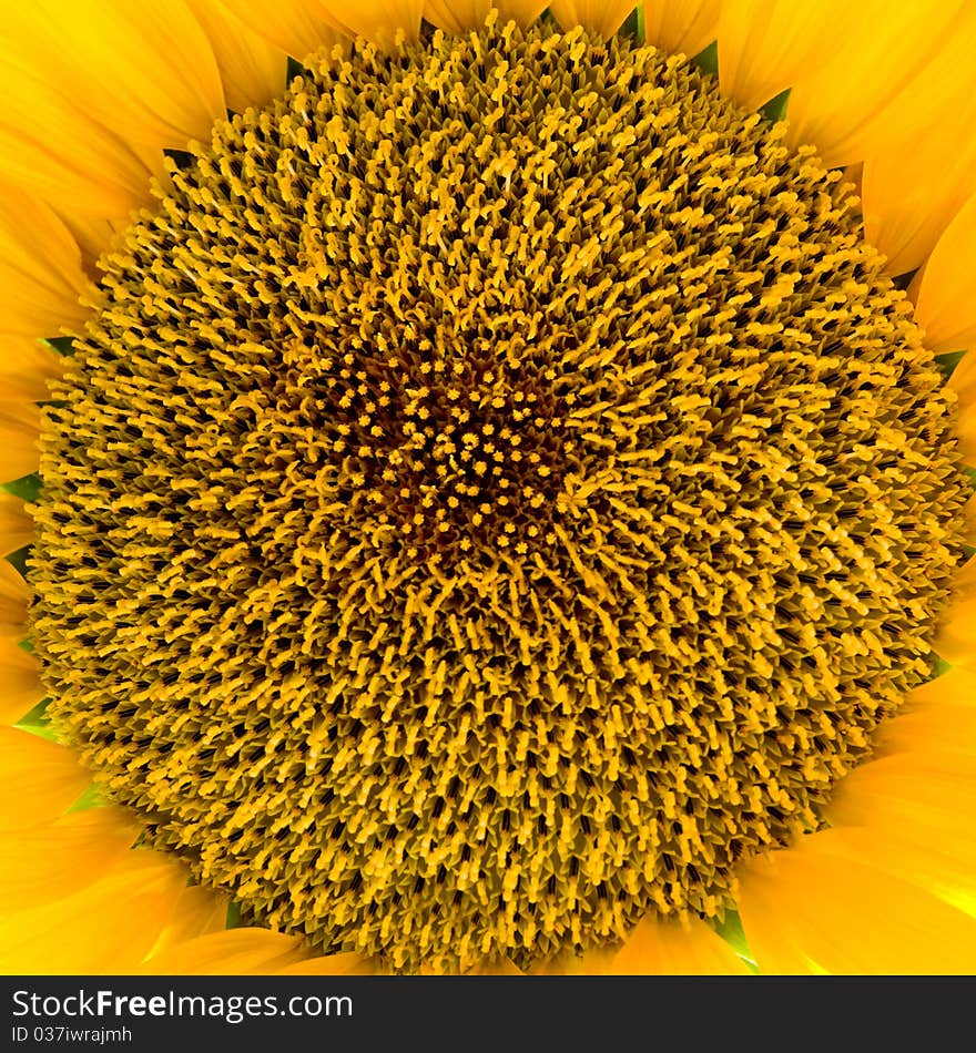 One yellow sunflower close-up