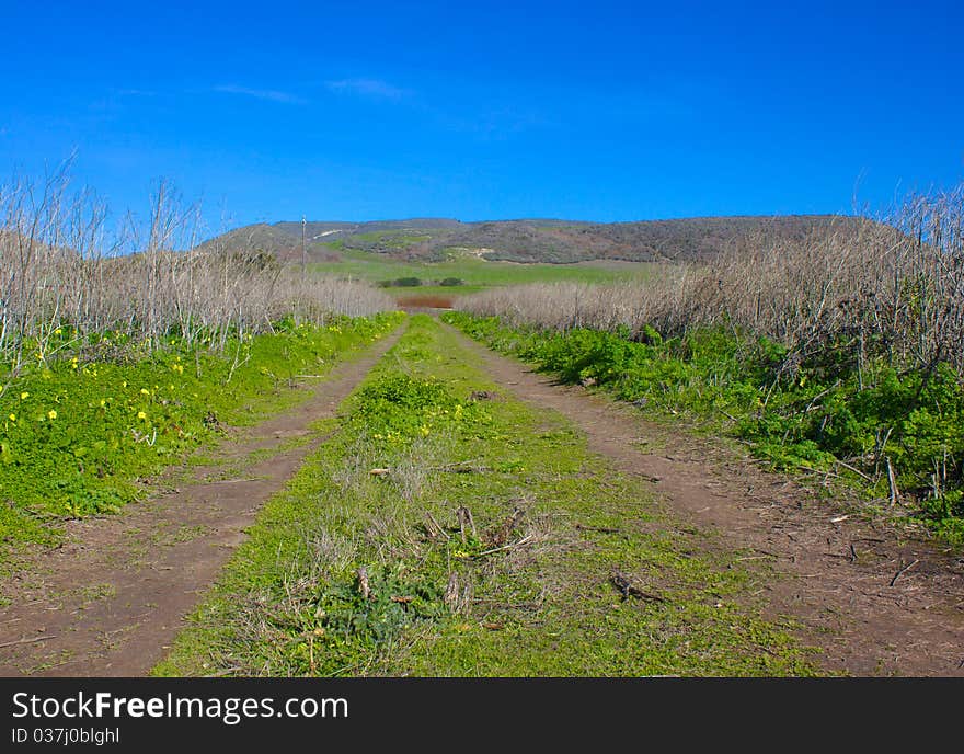 Grassy Road leading to mountain. Grassy Road leading to mountain