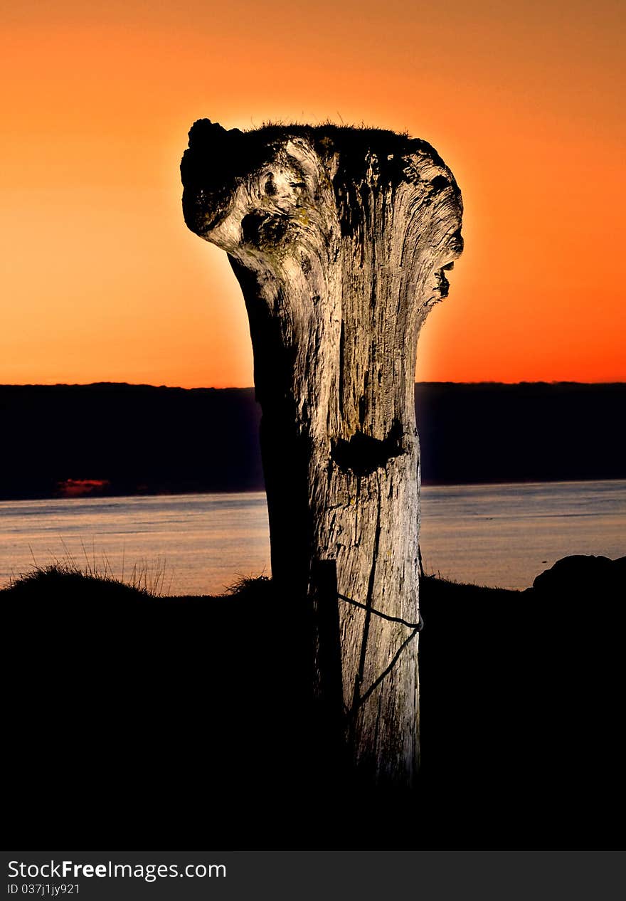 Old tree on th beach