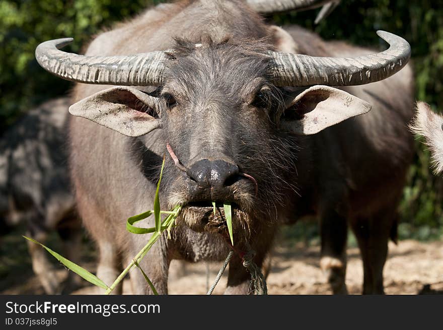 Thai buffalo eating fresh grass