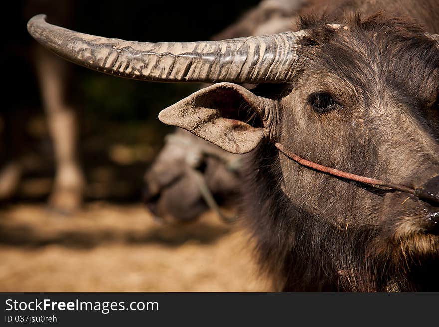 An Asian water buffalo in a pasture