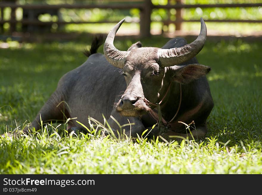 Buffalo at next to Rice Field