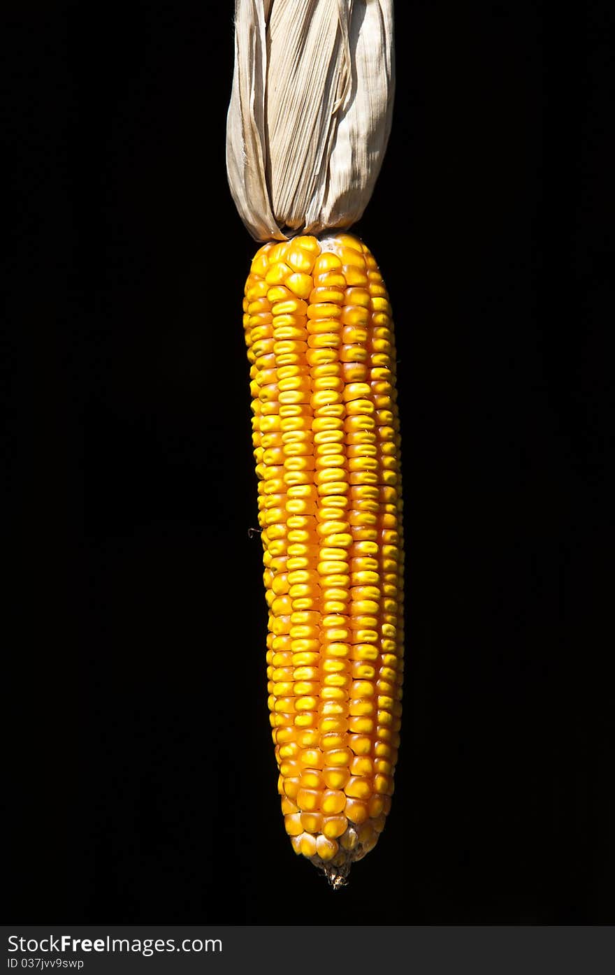 Dry corn on isolated black background.