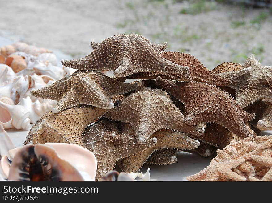 Dried starfish that's found in Chinese medicine shop in Hong Kong