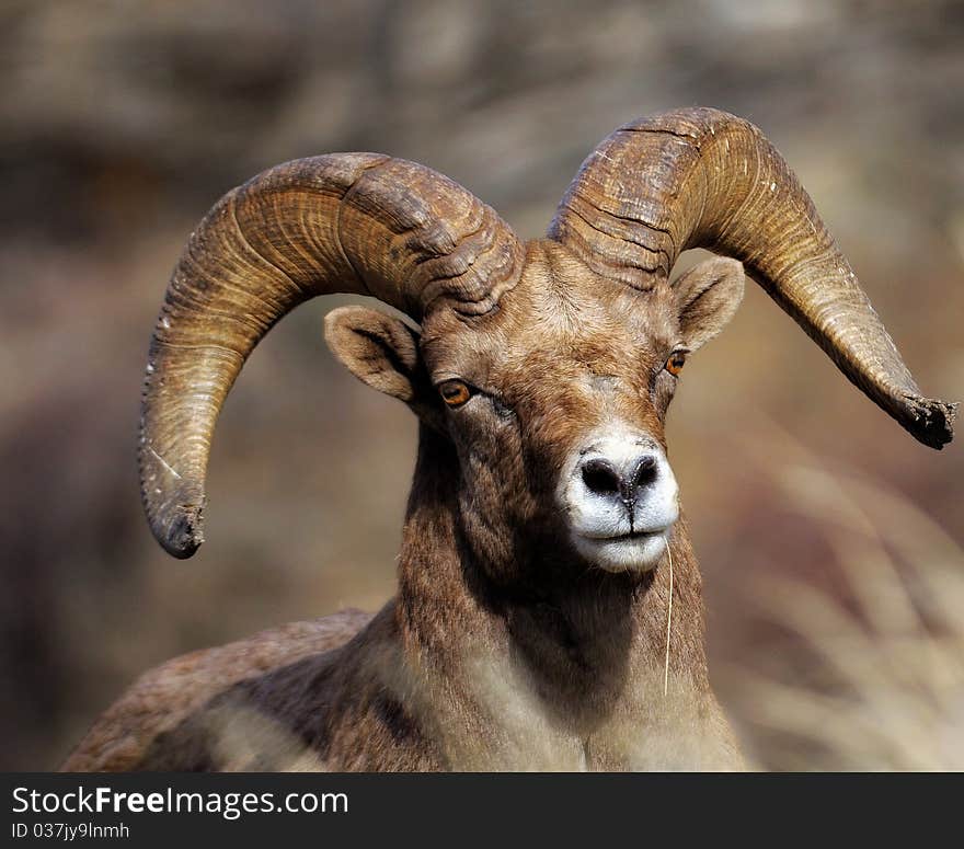 Bighorn Ram in the sunlight. Bighorn Ram in the sunlight