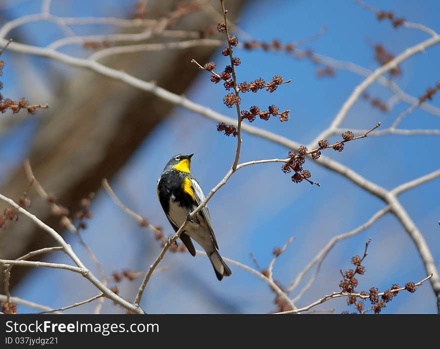 Warbler In Spring