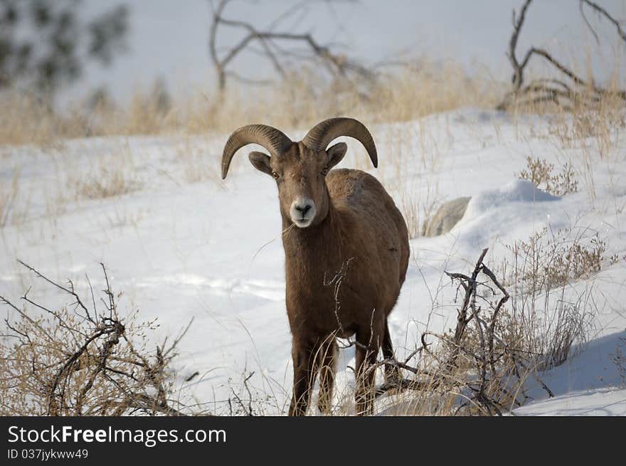 Young bighorn sheep on a wintery day