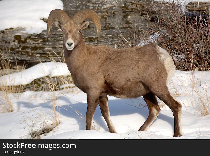 Young bighorn sheep on a wintery day