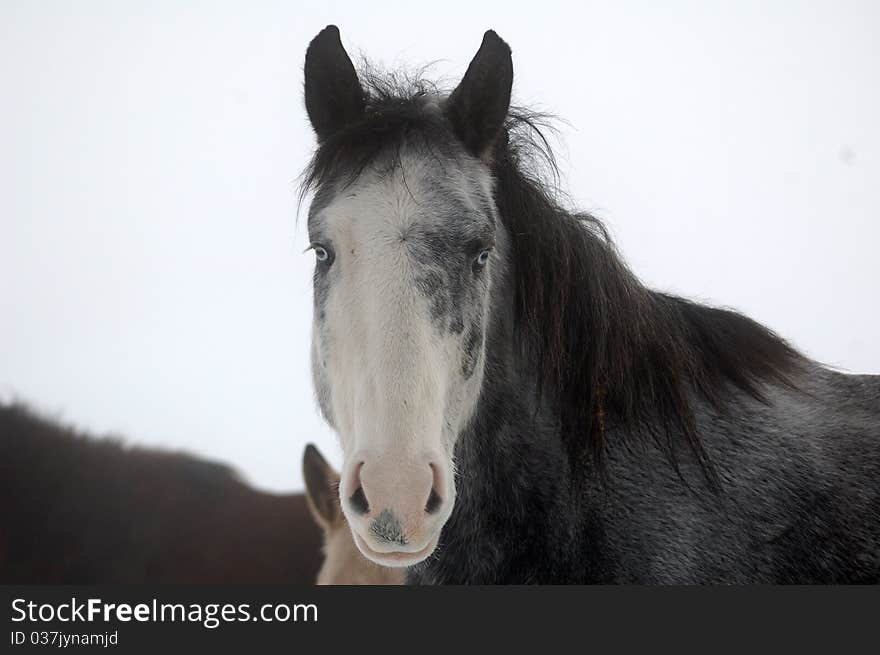 Wintery Horse