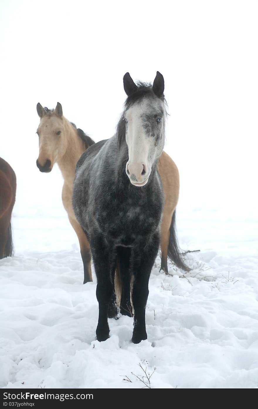 Wintery Horses