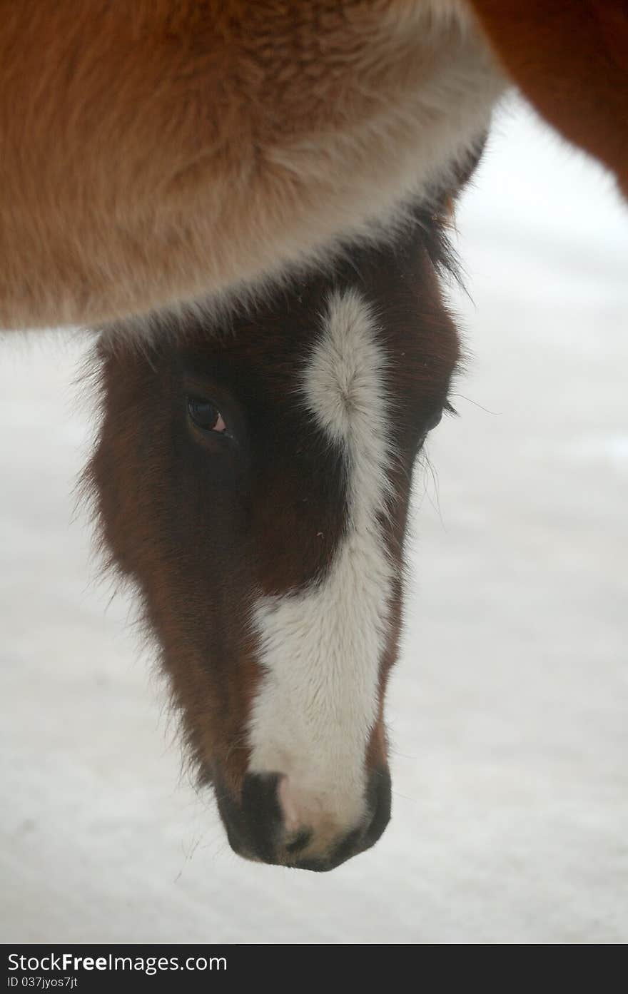 Peering wild colt