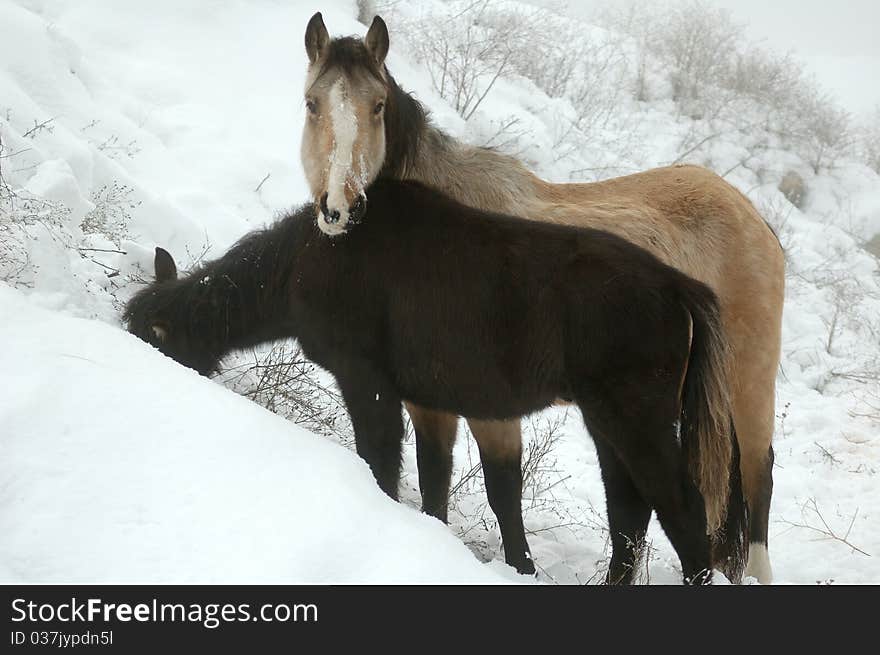 Two wild horses in the winter. Two wild horses in the winter