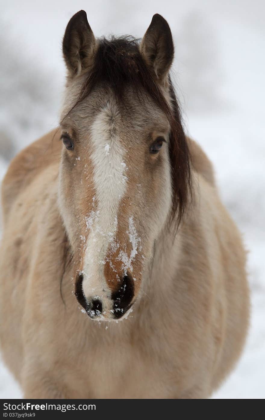 Wintery Horse