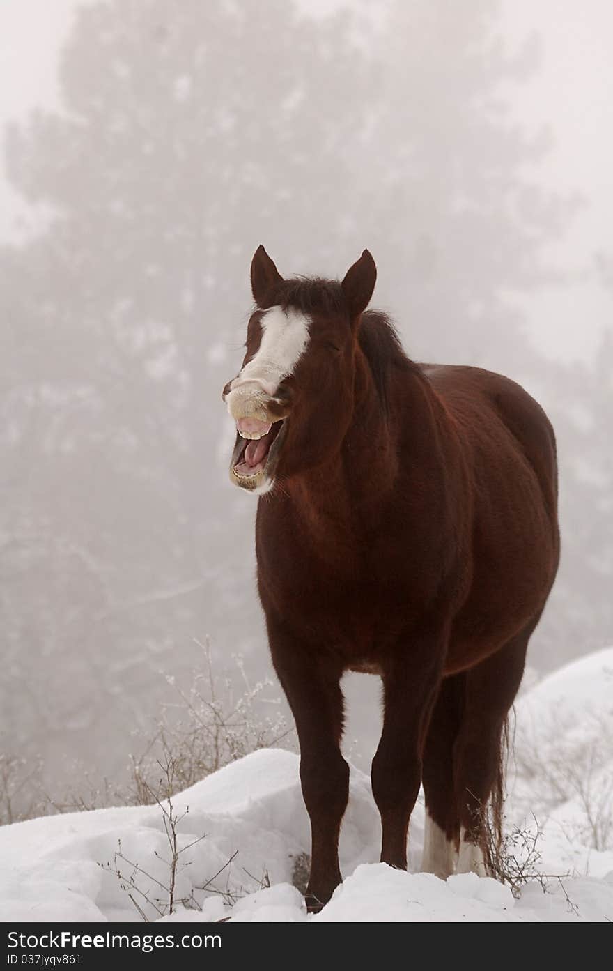 A wild horse in the winter laughing. A wild horse in the winter laughing