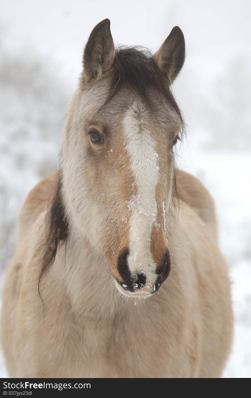 Wintery Horse