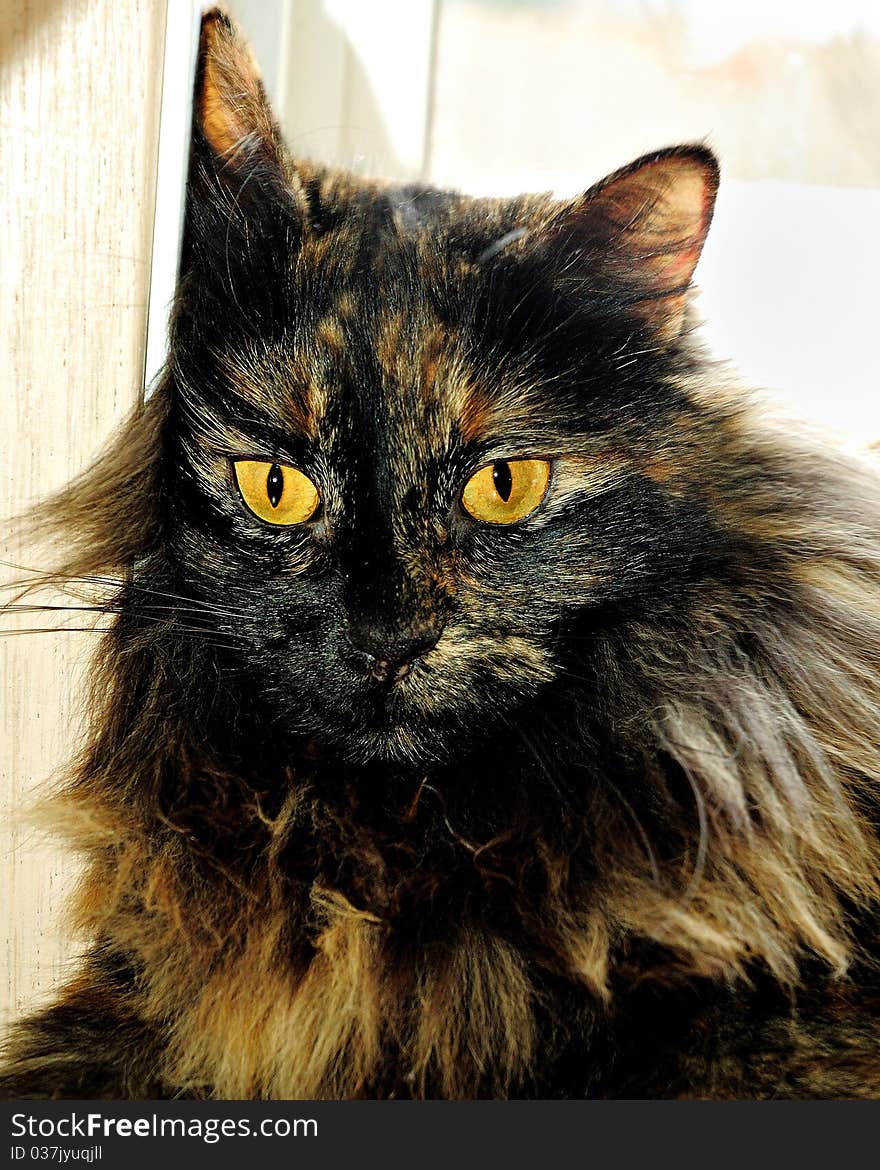 Long Haired Tortieshell cat in sunlight. Long Haired Tortieshell cat in sunlight