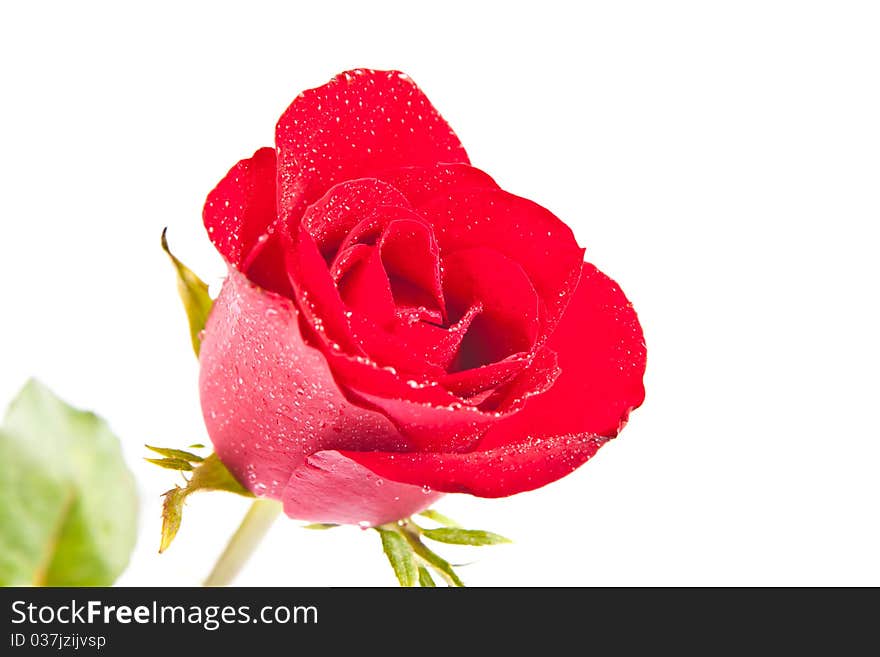 Red rose isolated on white background
And
Drop