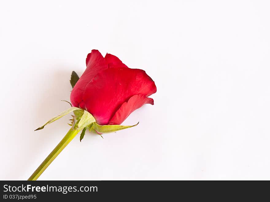 Red rose isolated on white background And Drop