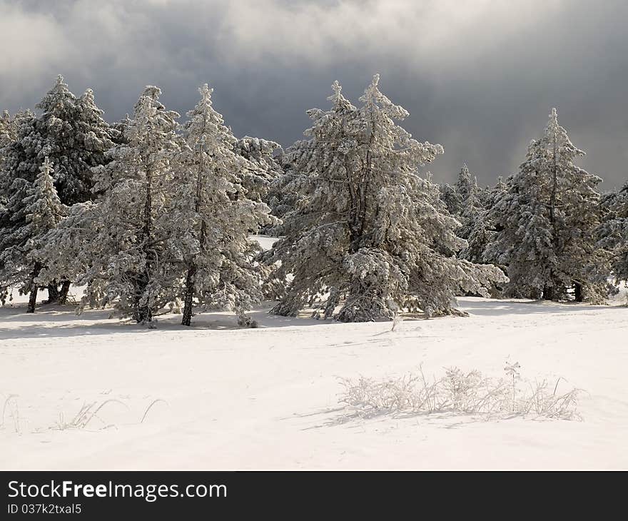 Wintry forest