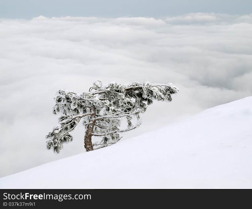 Alone fir on snowy slope. Alone fir on snowy slope.