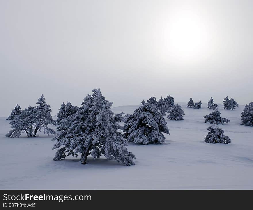 Snowbounds fir trees and sun. Snowbounds fir trees and sun.