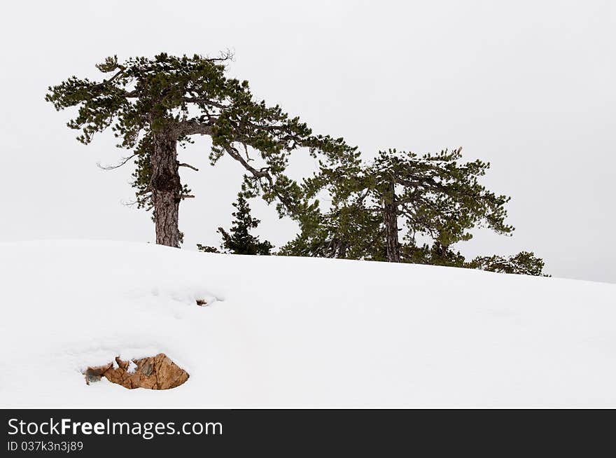 Winter landscape with fir trees.