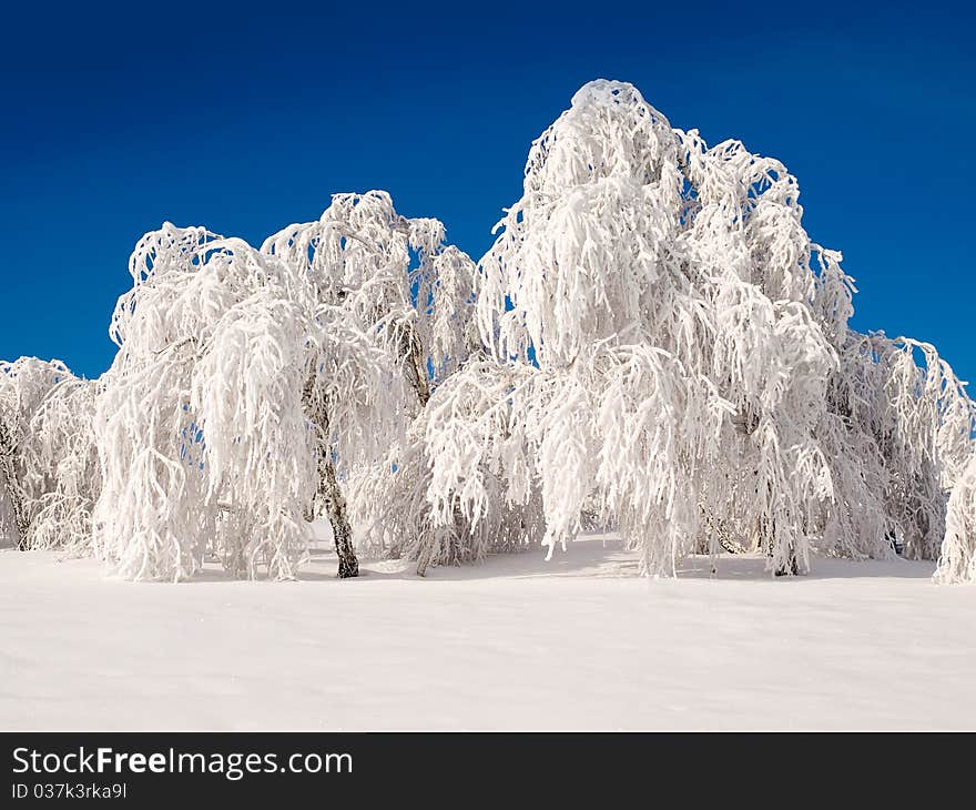 Snowy forest.