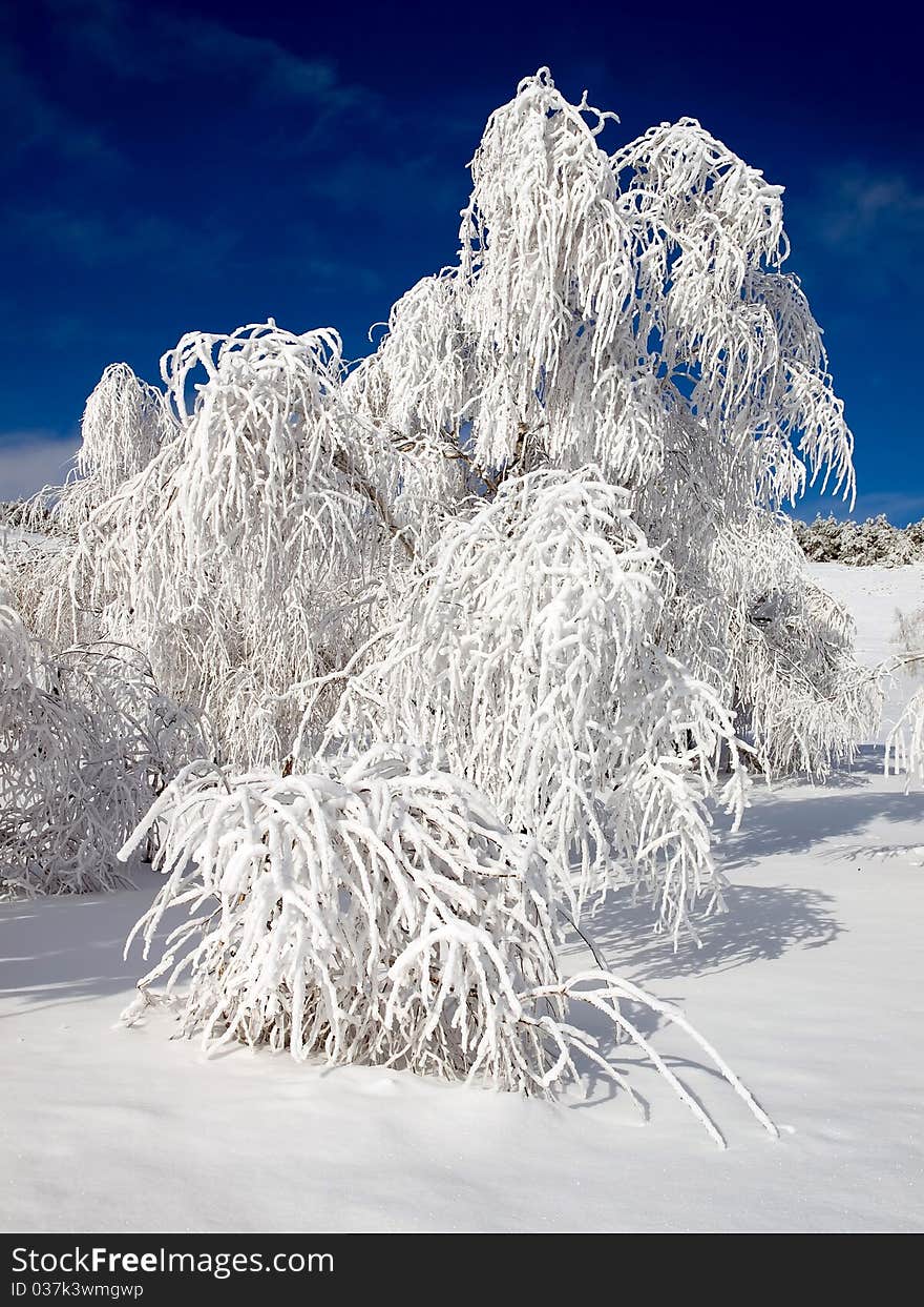 Snowy forest.