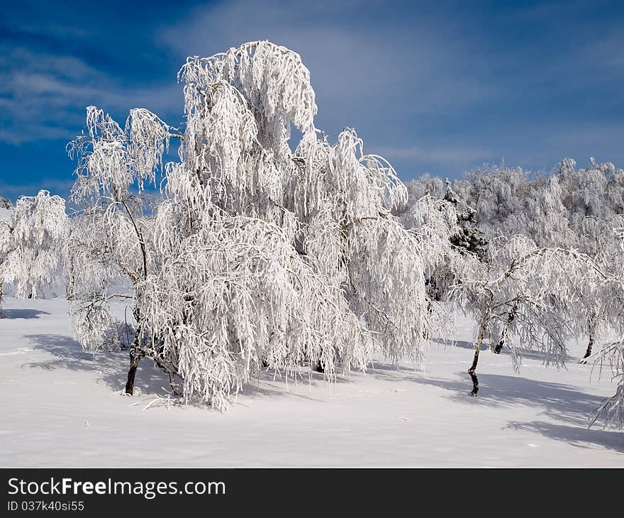 Snowy forest.