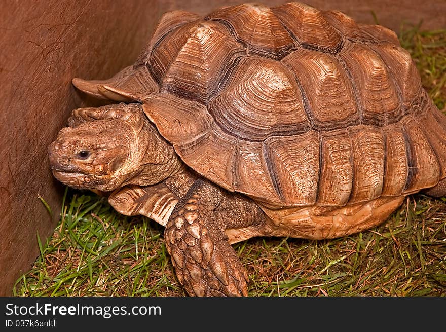 This stock image is a very large tortoise inside a box, sitting on grass. His reptile shell is big and deeply textured.