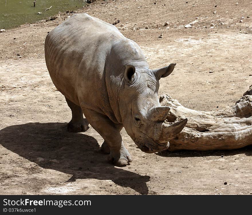 Large Rhino in a yard area