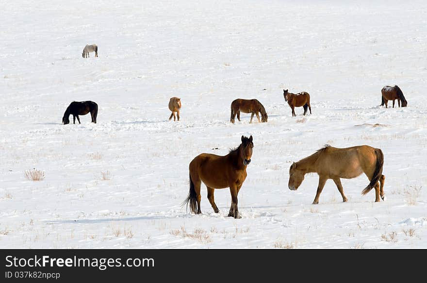 Horses